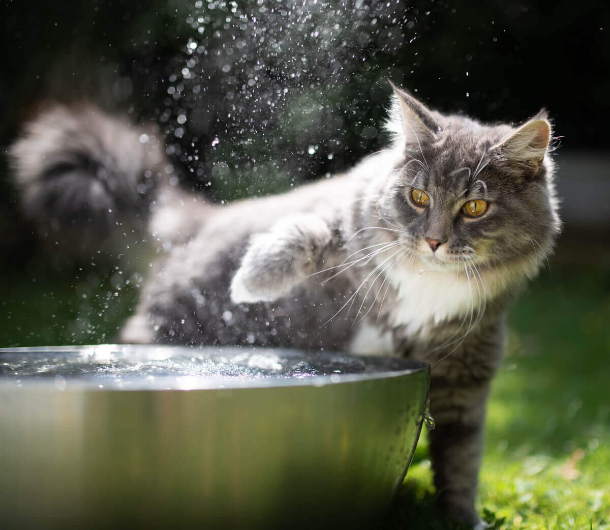 Você deve dar banho no seu gato?