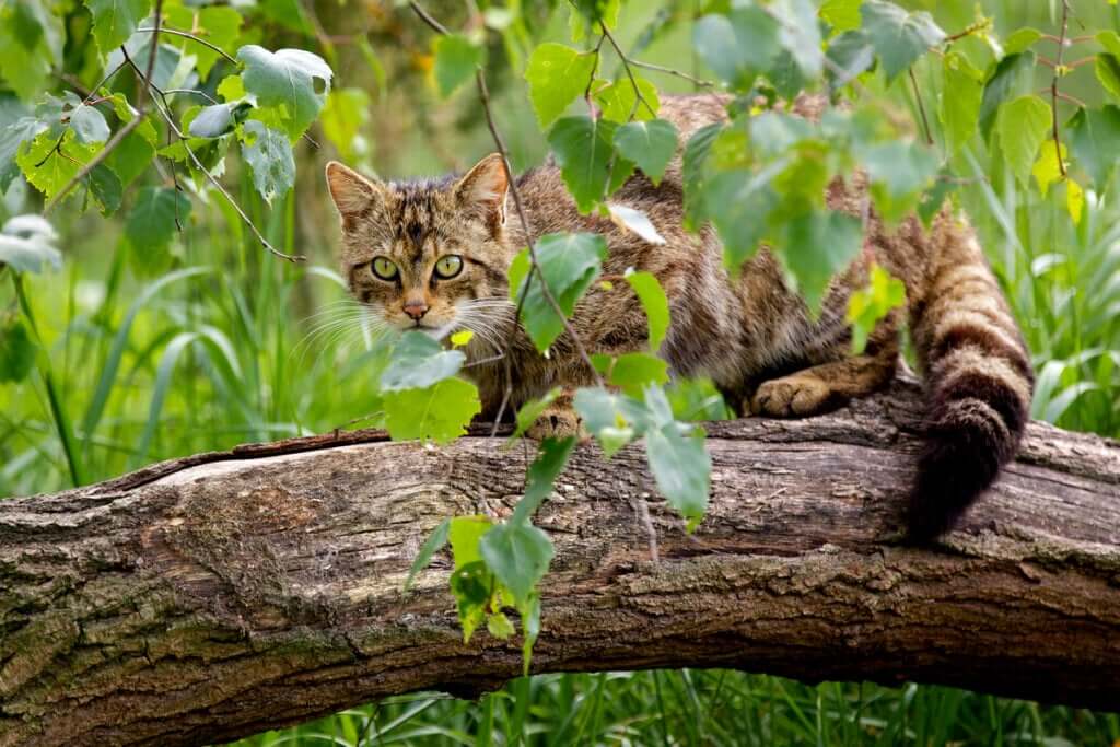 O plano de recuperação para salvar o gato selvagem escocês