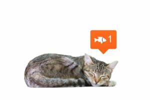 As redes sociais mudam a nossa percepção dos animais