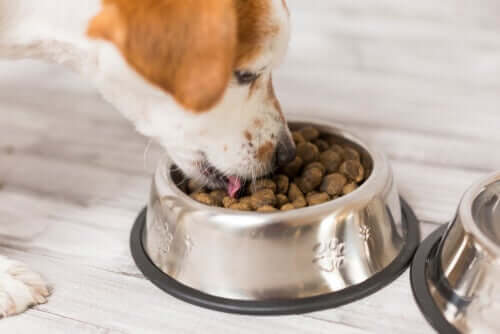Cuidados com o glúten na comida para cães