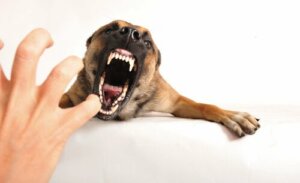 Significado da linguagem do rosnado canino