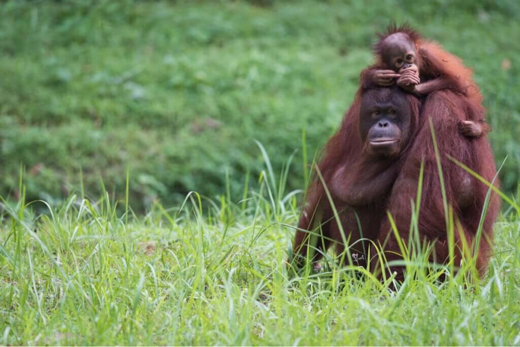 O que é uma geração animal?