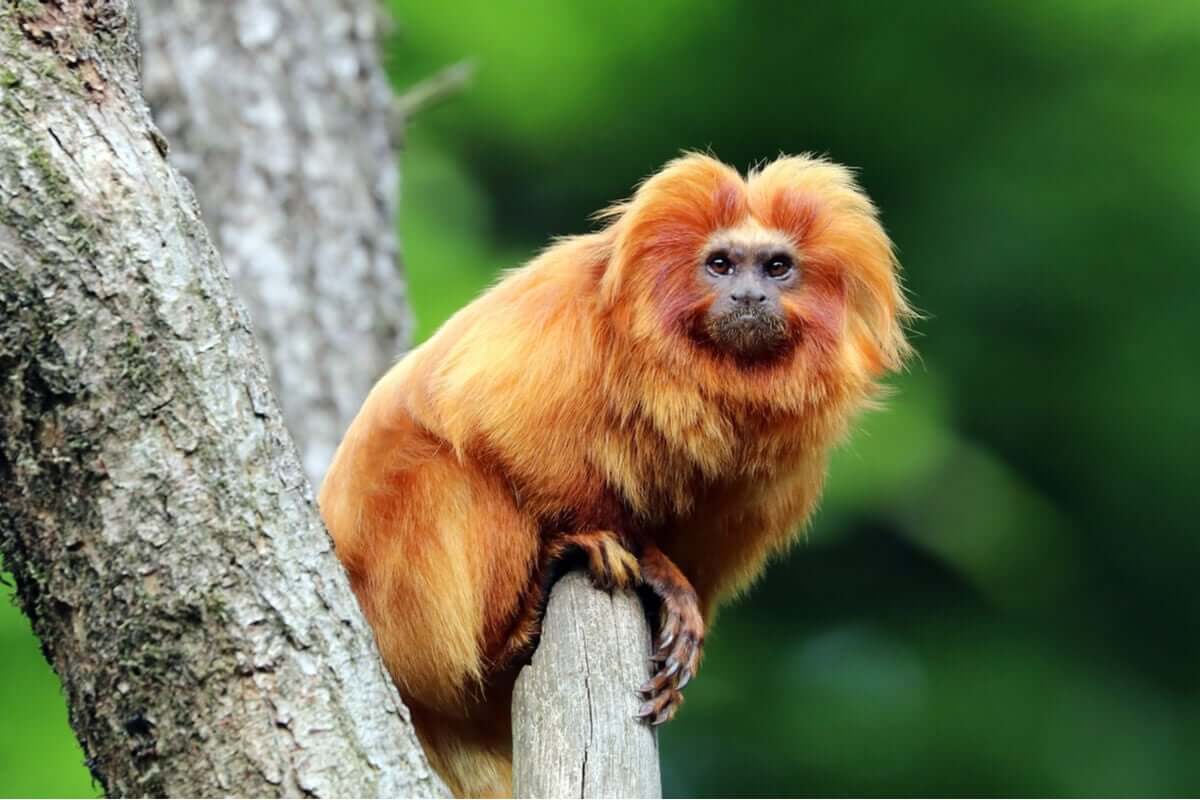 O mico-leão-dourado: entre ameaças e benfeitores - Meus Animais