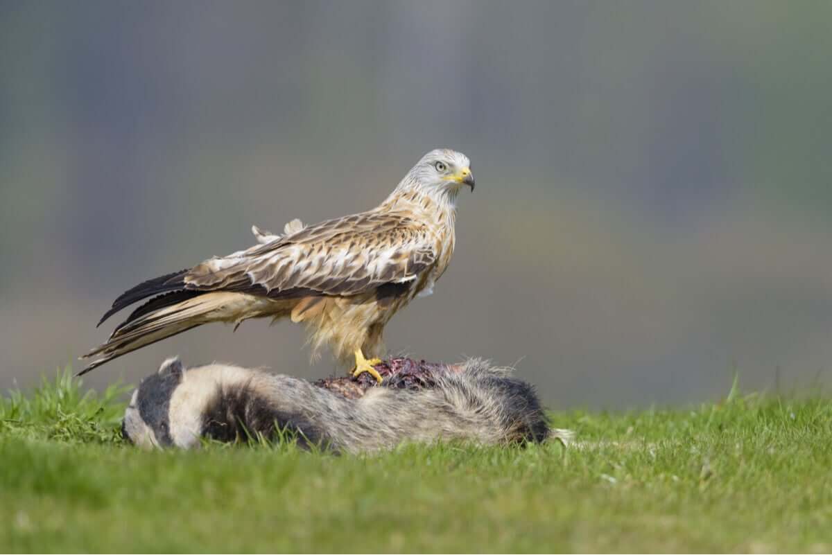 Aves de rapina diurnas, as rainhas das montanhas