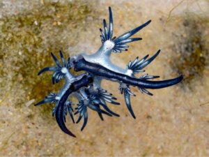 Nudibrânquios: as joias do mar