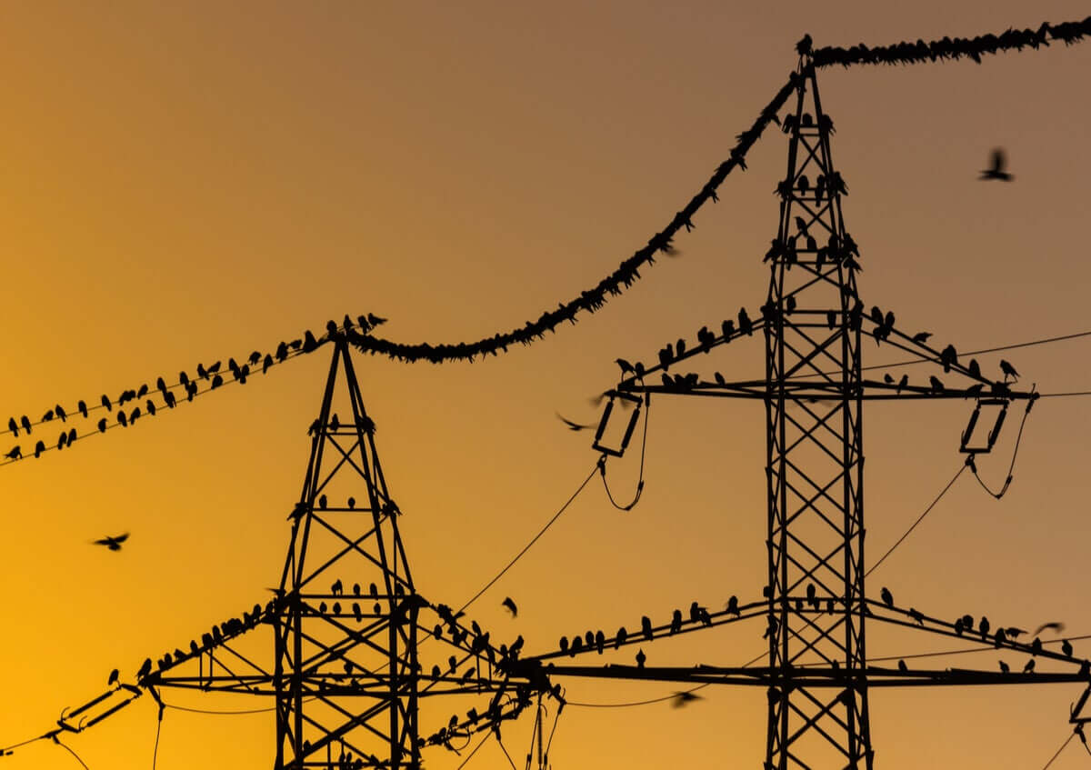 A poluição sonora induz mudanças no sucesso reprodutivo