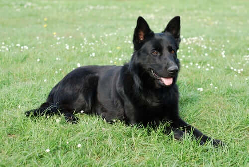 Pastor alemão preto: tudo o que você ainda não sabia sobre essa raça