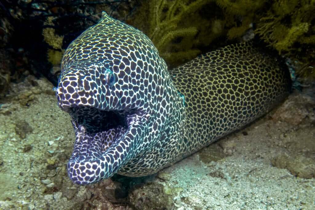 Os 12 peixes mais perigosos do mundo - Meus Animais
