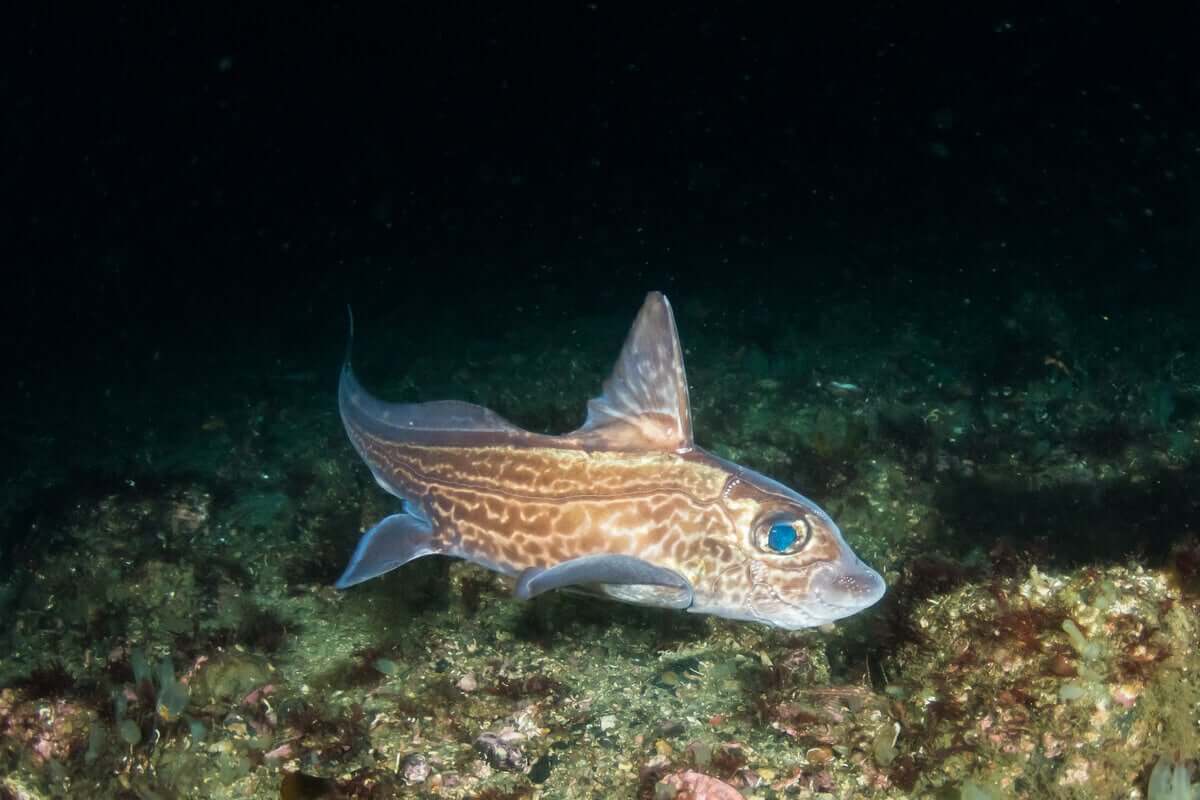 O peixe quimera 