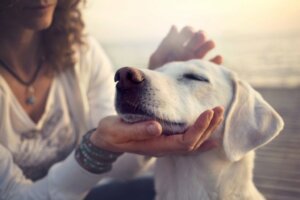 Emergências respiratórias: dispneia em animais de estimação