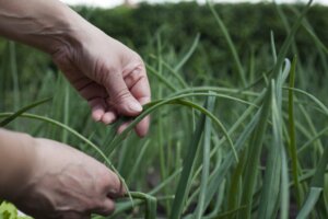 O que é a agroecologia?
