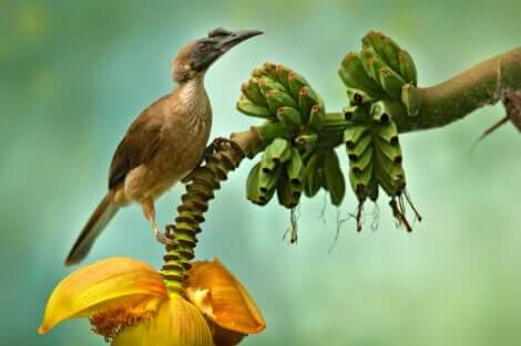 aves sugadoras de néctar que você talvez não conheça