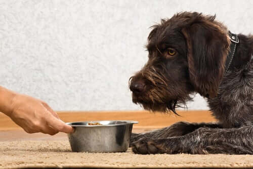 Cuidados com o glúten na comida para cães