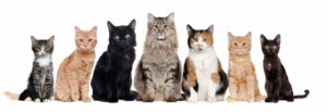 Quantas raças de gatos existem?