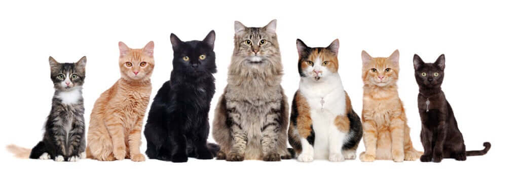 Quantas Ra as De Gatos Existem Meus Animais