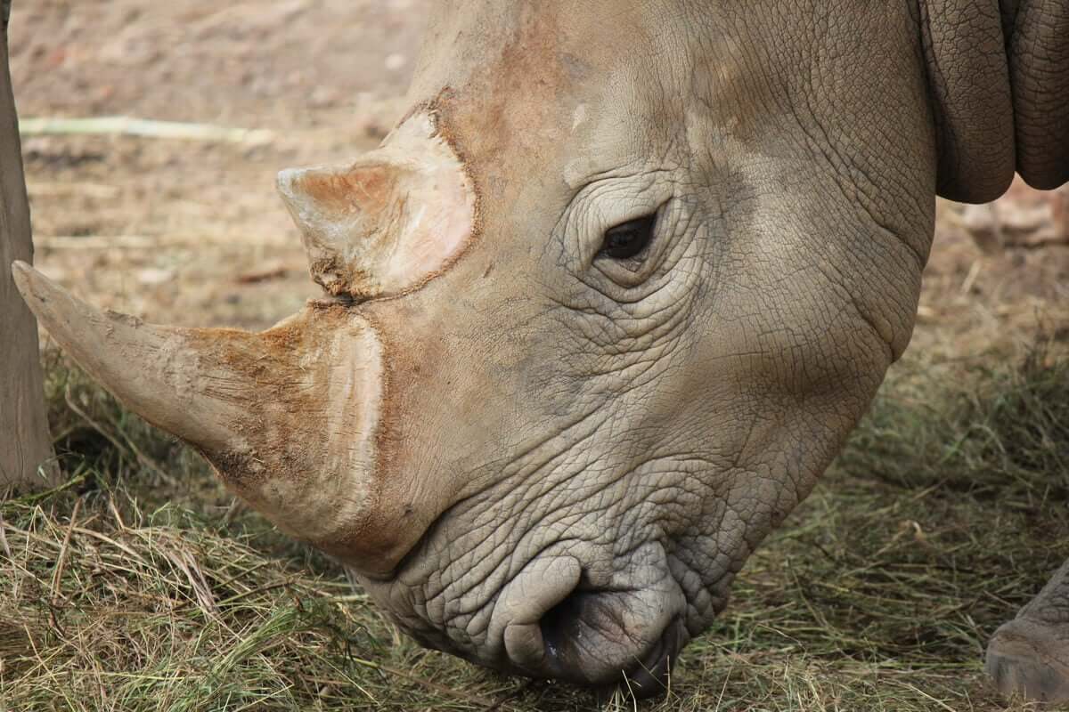Alimentação e características do rinoceronte-de-java