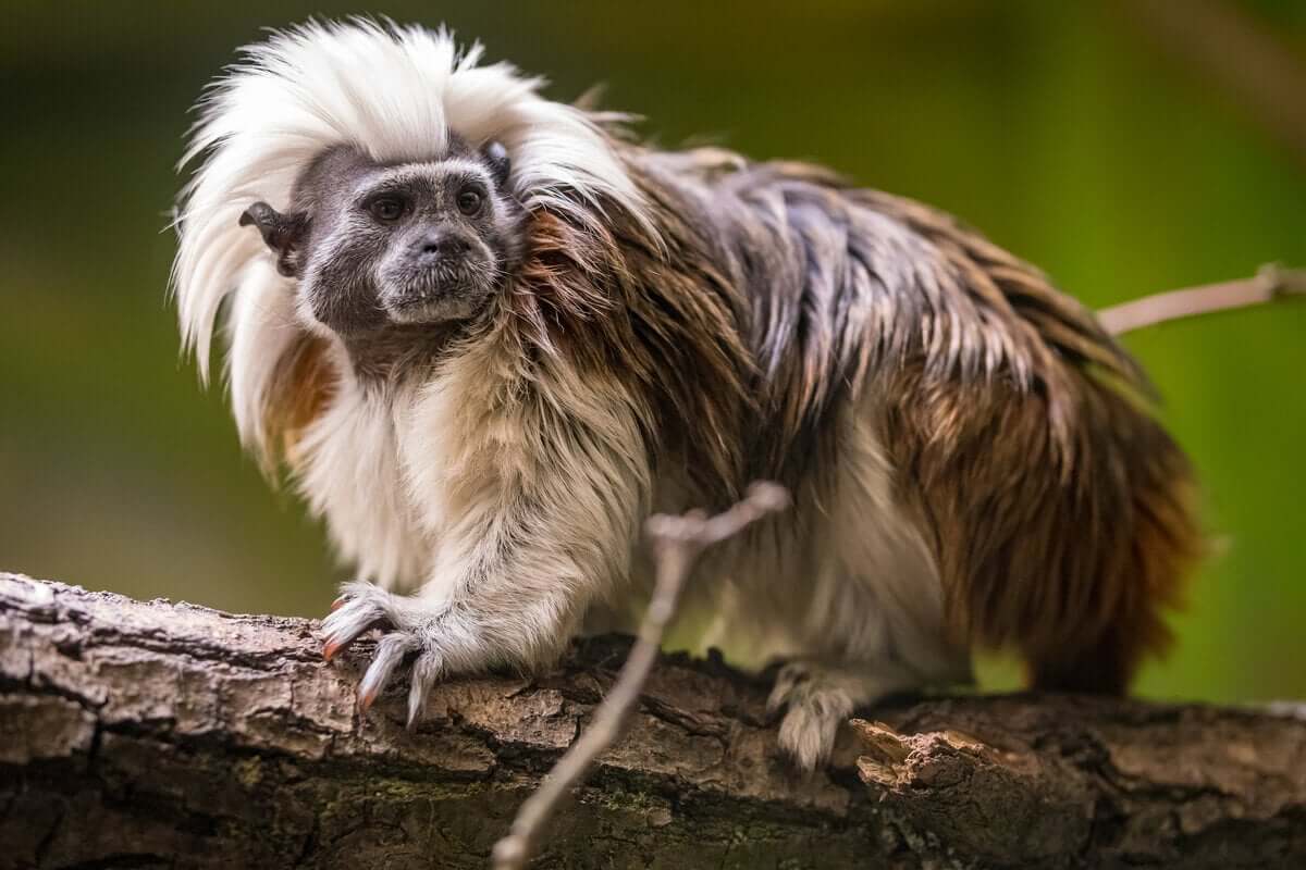 O sagui-cabeça-de-algodão: seus hábitos diurnos e territoriais
