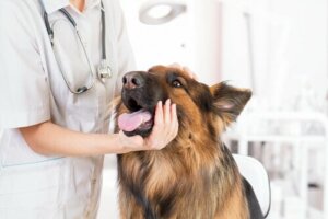Paralisia de laringe em cães: o que é?