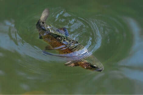 A truta arco-íris, um salmonídeo multicolorido