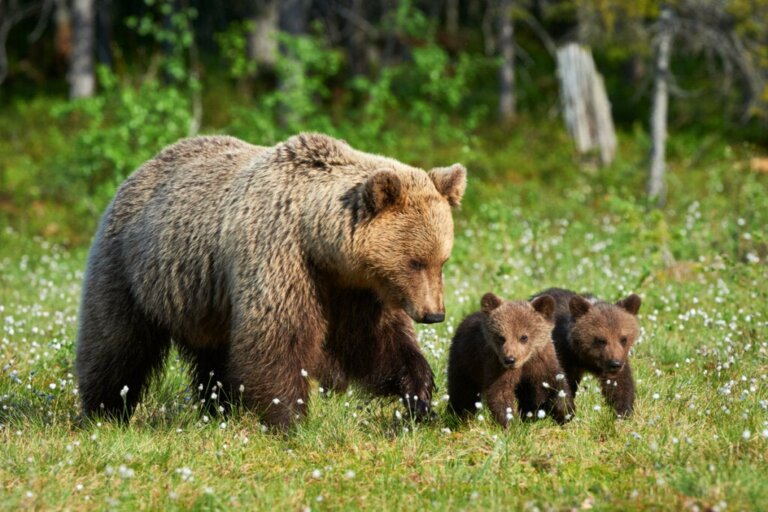 Como as ursas cuidam dos seus filhotes?