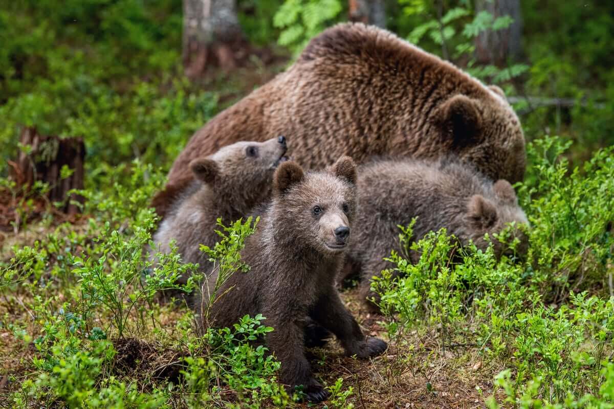 As fêmeas de urso-pardo