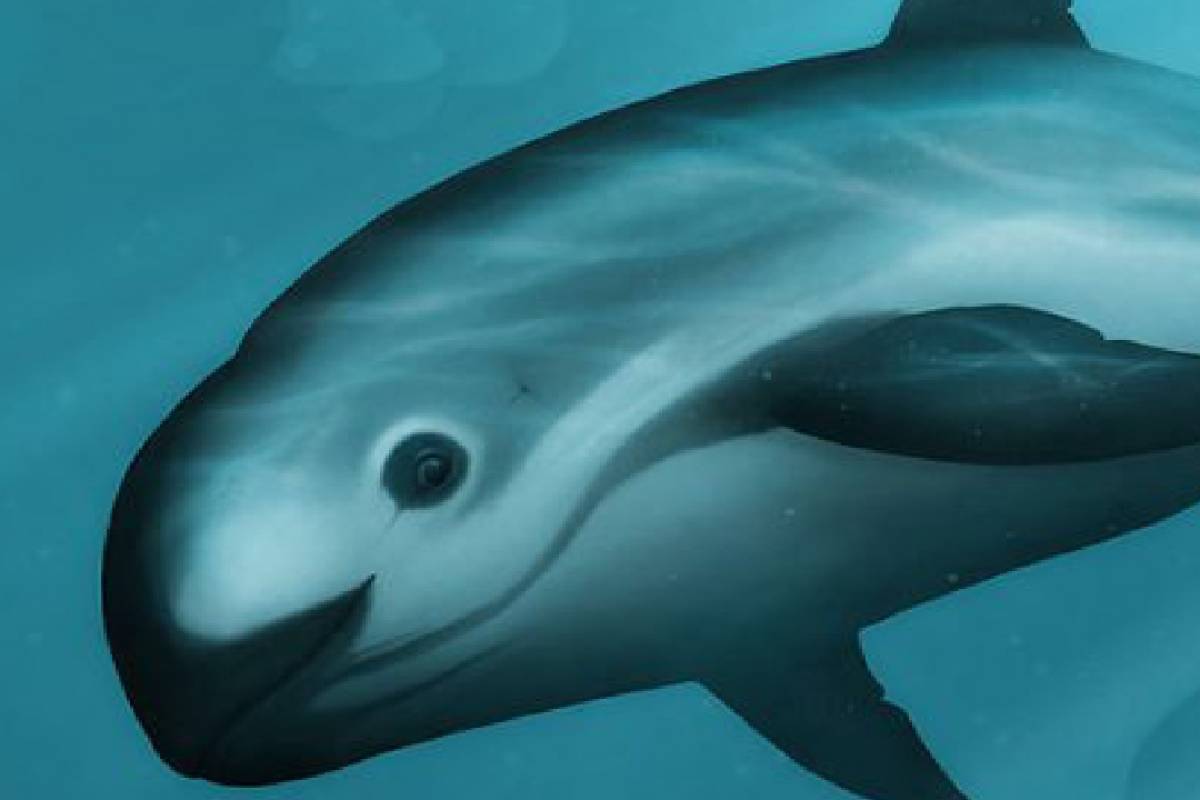 A vaquita: à beira da extinção