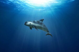 A vaquita: à beira da extinção