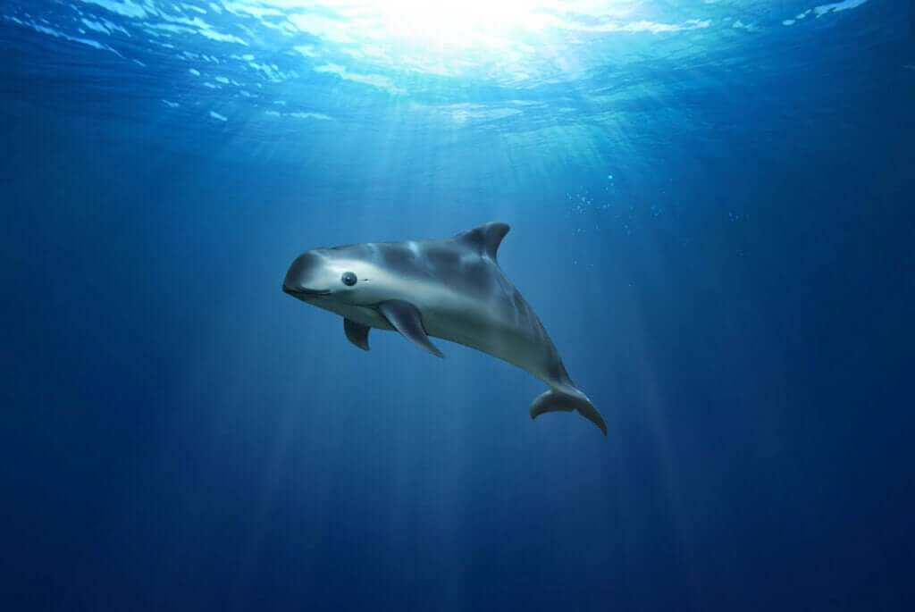A vaquita: à beira da extinção