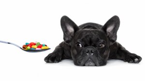 Quais vitaminas são essenciais para os cachorros?