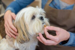 Vitamina D na ração seca para cães: quais cuidados você deve ter?