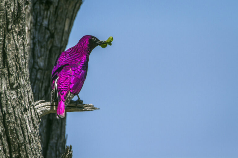 O estorninho-de-dorso-violeta e o segredo do seu brilho metálico