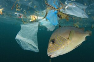 Como a poluição da água afeta os peixes?