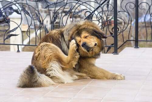 Os alérgenos mais comuns em cães: o que fazer?