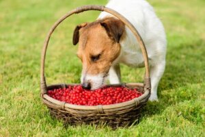 Benefícios das bagas de goji para cães