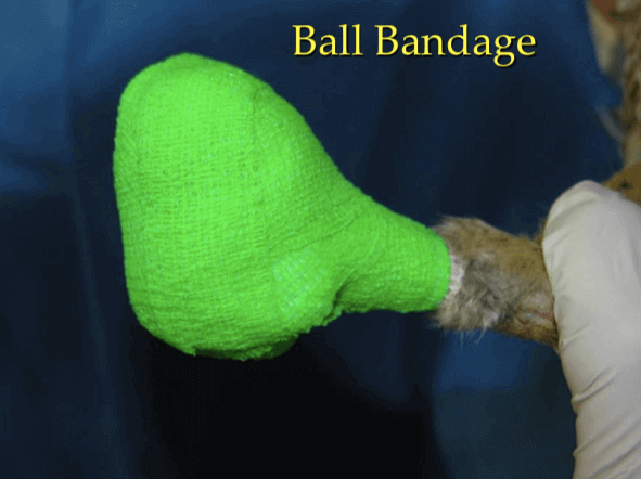 As bandagens mais úteis na clínica de aves