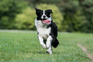 6 raças de cães mais saudáveis