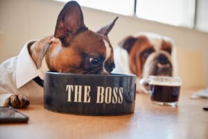 6 dicas para alimentar um buldogue francês