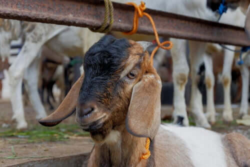 Dietas naturais vs. dietas processadas