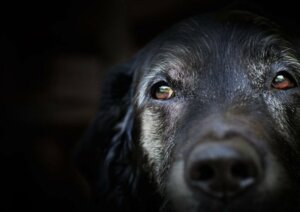 Demência senil em cães: o que diz a ciência?