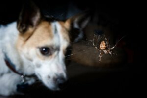 Sintomas de picadas venenosas em cães