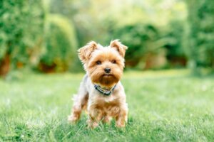 Quatro doenças comuns em raças de cães de pequeno porte