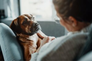 Três tratamentos para a pneumonia em animais de estimação