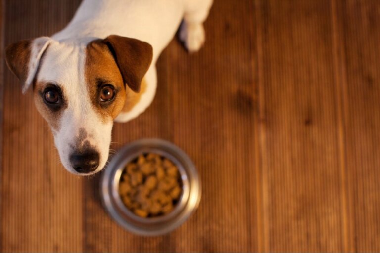 Alergia alimentar em animais de estimação: como saber?