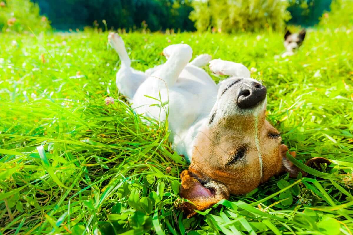 os benefícios do sol para os animais de estimação