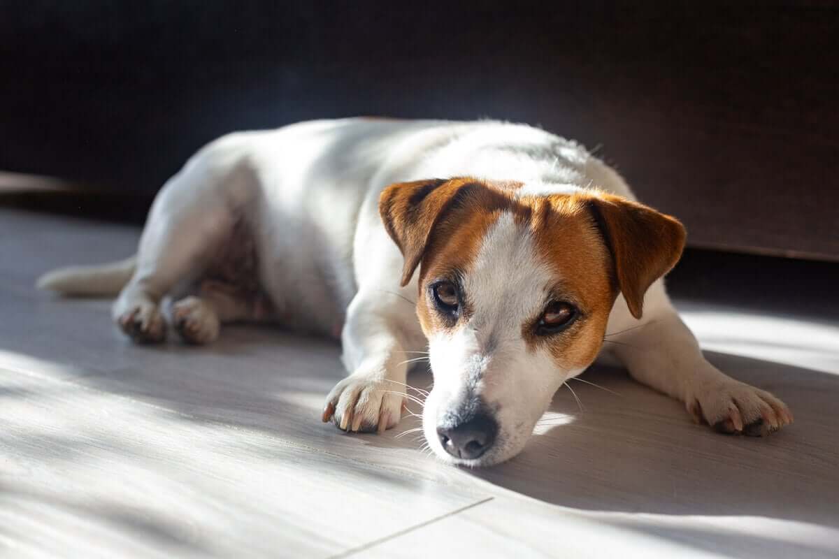 os benefícios do sol para os animais de estimação