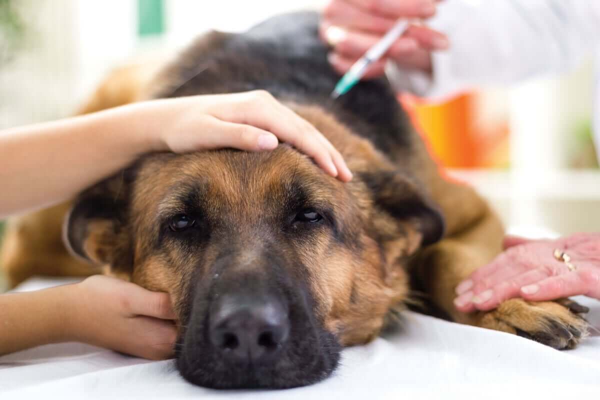 as vacinas que o seu cachorro deve tomar