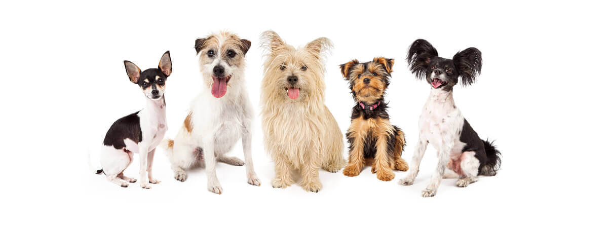 Quatro doenças comuns em raças de cachorro de pequeno porte