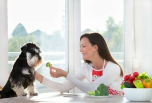 Os cães podem comer vegetais?