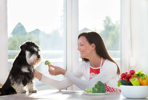 Os cães podem comer vegetais?