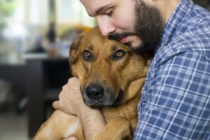 Principais causas de câncer em cães